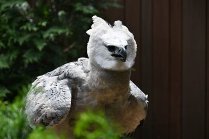 article image - HARPY EAGLE 1